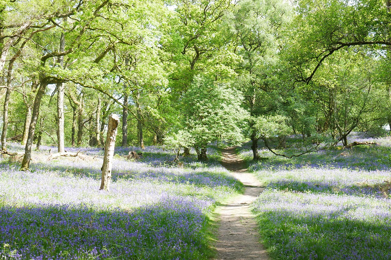 Blue Bells