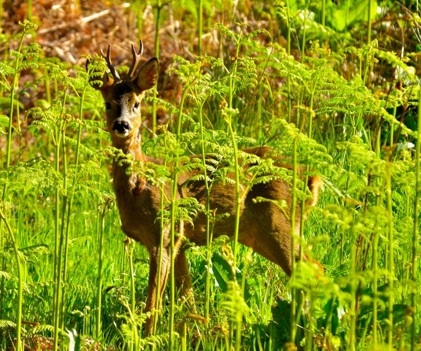 Deer on Inchailloch Island 